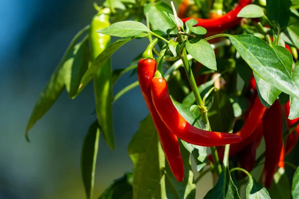 Chili peppers (also chile, chile pepper, chilli pepper, or chilli, Latin: Capsicum annuum) in the green garden. Red color peppers. Close up photo.