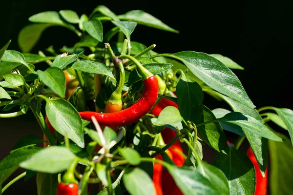 Chili peppers (also chile, chile pepper, chilli pepper, or chilli, Latin: Capsicum annuum) in the green garden. Red color peppers. Close up photo.