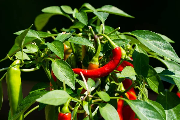 Chili peppers (also chile, chile pepper, chilli pepper, or chilli, Latin: Capsicum annuum) in the green garden. Red color peppers. Close up photo.