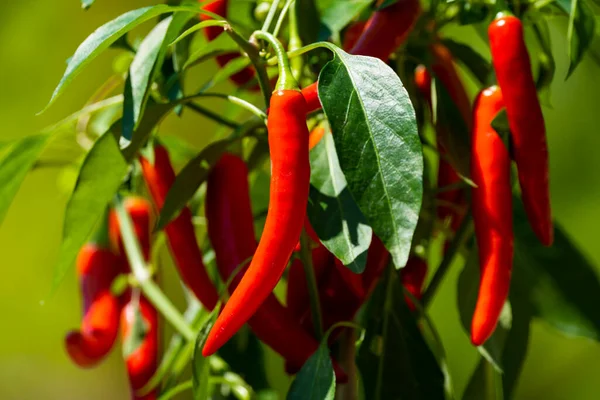 Chili peppers (also chile, chile pepper, chilli pepper, or chilli, Latin: Capsicum annuum) in the green garden. Red color peppers. Close up photo.