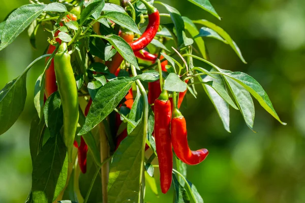 Chili peppers (also chile, chile pepper, chilli pepper, or chilli, Latin: Capsicum annuum) in the green garden. Red color peppers. Close up photo.