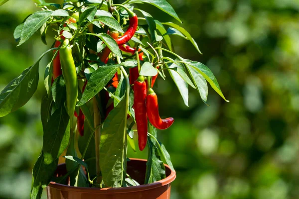 Chili peppers (also chile, chile pepper, chilli pepper, or chilli, Latin: Capsicum annuum) in the green garden. Red color peppers. Close up photo.
