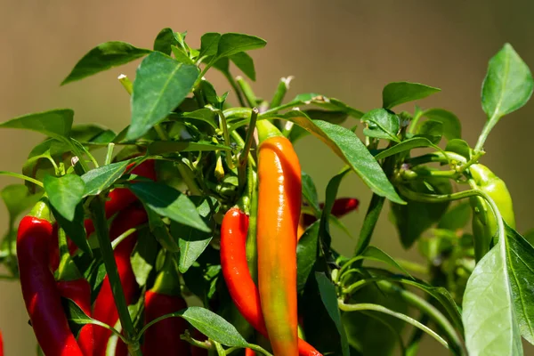 Chili peppers (also chile, chile pepper, chilli pepper, or chilli, Latin: Capsicum annuum) in the green garden. Red color peppers. Close up photo.