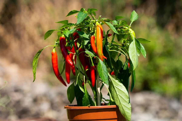Chili peppers (also chile, chile pepper, chilli pepper, or chilli, Latin: Capsicum annuum) in the green garden. Red color peppers. Close up photo.