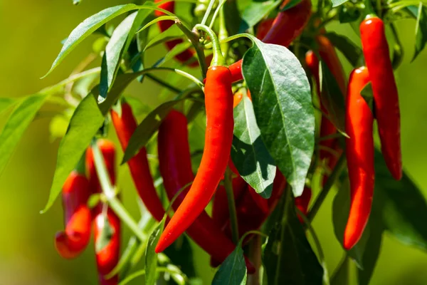 Chili peppers (also chile, chile pepper, chilli pepper, or chilli, Latin: Capsicum annuum) in the green garden. Red color peppers. Close up photo.