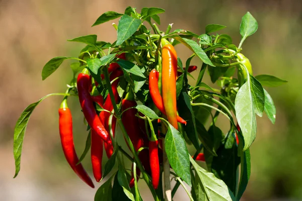 Chili peppers (also chile, chile pepper, chilli pepper, or chilli, Latin: Capsicum annuum) in the green garden. Red color peppers. Close up photo.