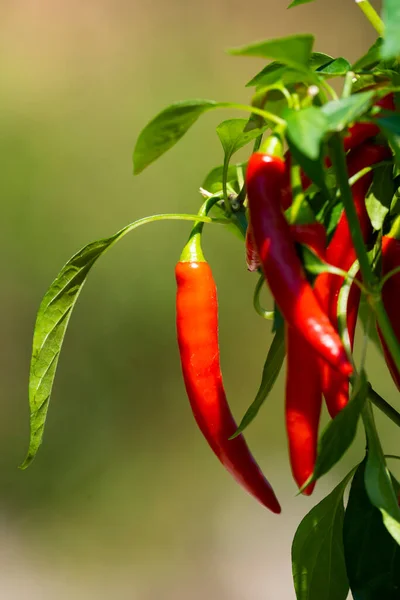 Chili peppers (also chile, chile pepper, chilli pepper, or chilli, Latin: Capsicum annuum) in the green garden. Red color peppers. Close up photo.