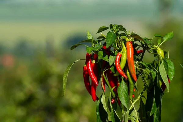 Chili peppers (also chile, chile pepper, chilli pepper, or chilli, Latin: Capsicum annuum) in the green garden. Red color peppers. Close up photo.