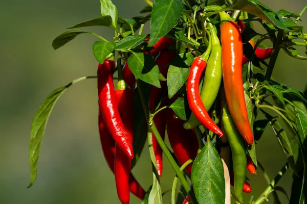 Chili peppers (also chile, chile pepper, chilli pepper, or chilli, Latin: Capsicum annuum) in the green garden. Red color peppers. Close up photo.