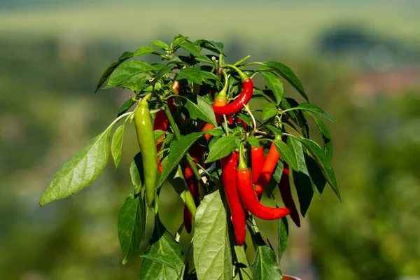 Chili peppers (also chile, chile pepper, chilli pepper, or chilli, Latin: Capsicum annuum) in the green garden. Red color peppers. Close up photo.
