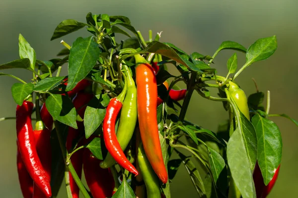 Chili peppers (also chile, chile pepper, chilli pepper, or chilli, Latin: Capsicum annuum) in the green garden. Red color peppers. Close up photo.