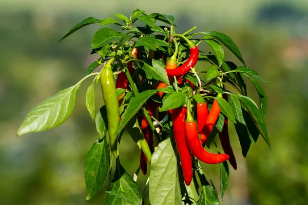Chili peppers (also chile, chile pepper, chilli pepper, or chilli, Latin: Capsicum annuum) in the green garden. Red color peppers. Close up photo.