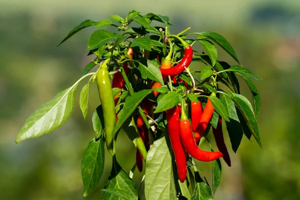 Chili peppers (also chile, chile pepper, chilli pepper, or chilli, Latin: Capsicum annuum) in the green garden. Red color peppers. Close up photo.