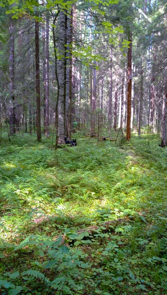 Husky Lesie Pogodny Dzień — Zdjęcie stockowe