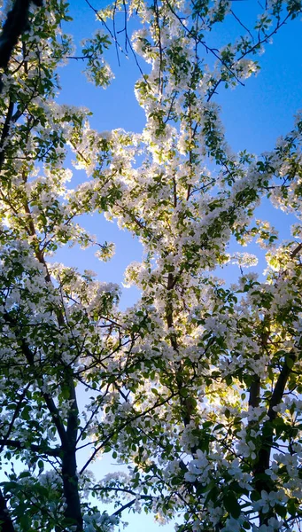 Flores Cerezo Jardín — Foto de Stock