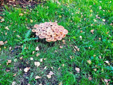 Çayırdaki mantar çalısı