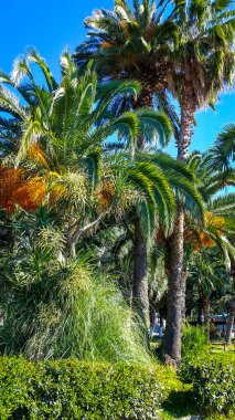 Deniz kenarındaki tropikal ağaçlar