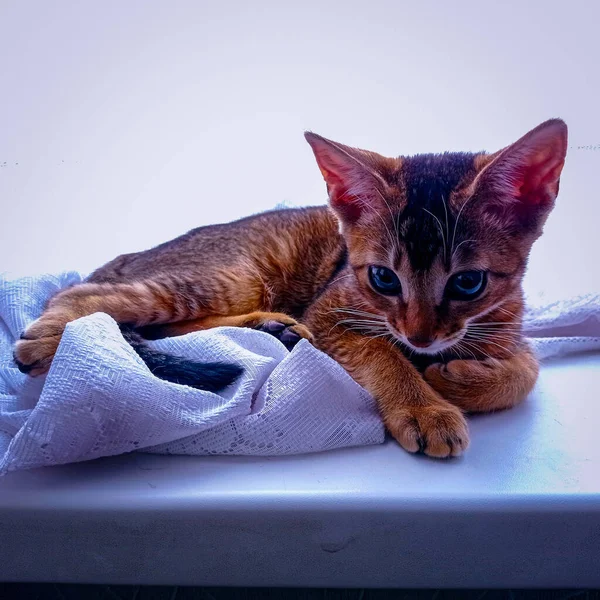 Abyssinian Cat Windowsill — Stock Photo, Image