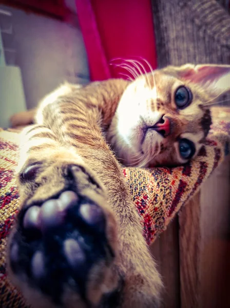 Abyssinian cat on a blanket