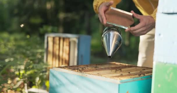 Бджоляр проводить час посеред лісу бджолами, тримаючи бджолиний пилосос, який використовується для отримання білого диму, щоб заспокоїти бджіл, він розбризковує його над пасікою — стокове відео