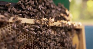 Ahşap bir çerçeveye yakın plan bir arı sürüsünün oturduğu yere yaslanarak balmumunda bal yapıyor.