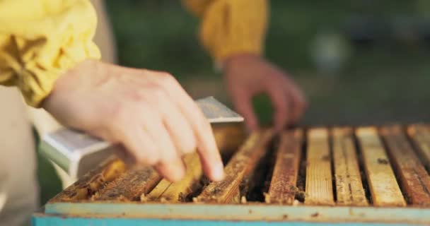 Un apiculteur travaillant au milieu des bois aux ruchers se penche sur la ruche, distribuant des cadres en cire d'abeille tachée de miel avec de belles abeilles qui y travaillent, sort des rayons de miel — Video