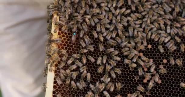 Közelkép egy fából készült keretről, amely a talajnak támaszkodik, amelyen méhrajok ülnek, mézet készítve a méhviaszból, egy méhkirálynő. — Stock videók