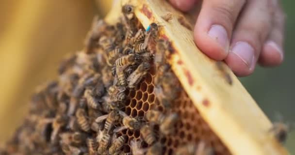 Detailní záběr na dřevěný rám opřený o zem, na kterém sedí roj včel a vyrábí med na včelím vosku. — Stock video