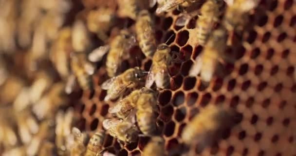 Egy közeli kép egy fából készült kereten, amely a földre támaszkodik, amelyen méhrajok ülnek, és mézet készítenek a méhviaszból. — Stock videók