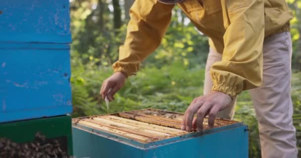 Досвідчений бджоляр працює в лісі на пасіці, багато вуликів навколо нього, людина нахиляється над одним з них, виймає раму бджолиної віспи, на якій сидить рій бджіл, які виробляють мед — стокове відео