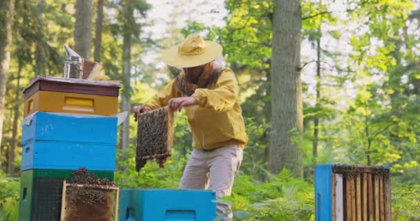 Un apicultor experimentado trabaja en el bosque en un colmenar, muchas colmenas a su alrededor, un hombre se inclina sobre uno de ellos, saca un marco de cera de abejas en el que se sienta un enjambre de abejas que producen miel — Vídeo de stock