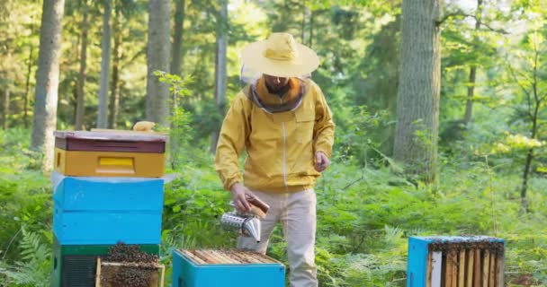 Biodlare som arbetar mitt i skogen på bigårdar är klädd i en skyddsdräkt och ett nät på huvudet mot insektsbett, han håller bi dammsugare i handen avger vit rök över bikupor lugnande bin — Stockvideo