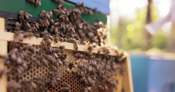 En närbild på en träram lutad mot marken där en svärm bin sitter och gör honung på bivax. I bakgrunden arbetar en man på bikupan i skyddsdräkt. — Stockvideo