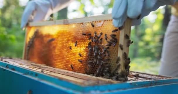 Un apicultor pasa tiempo en las colmenas del colmenar, colocando cuidadosamente dentro de un marco de madera ocupado por un enjambre de abejas que producen miel en la cera de abejas. — Vídeo de stock