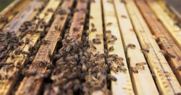 Un bel essaim industriel d'abeilles occupe des ruches en bois dans un rucher, les insectes se déplacent autour des cadres de cire d'abeille où le miel est fabriqué — Video
