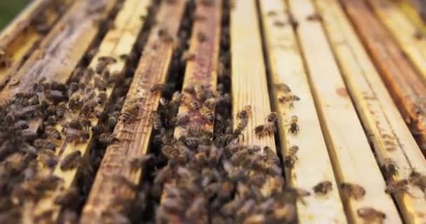 Un essaim d'abeilles magnifiquement industrieux homme les ruches en bois au rucher, les insectes se déplacent autour des cadres de cire d'abeille où le miel est fait — Video