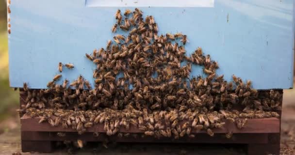 Un primer plano de la pared de madera azul de la colmena, está ocupada por un enjambre de hermosas abejas laboriosas sentadas una al lado de la otra — Vídeos de Stock