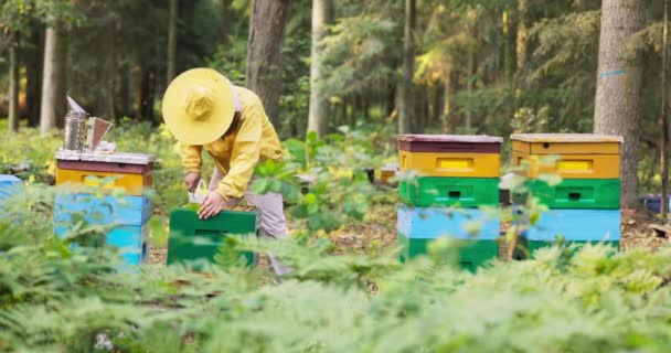 Un apicultor experimentado trabaja en el bosque en un colmenar, muchas colmenas a su alrededor, un hombre se inclina sobre uno de ellos, saca un marco de cera de abejas en el que se sienta un enjambre de abejas que producen miel — Vídeos de Stock