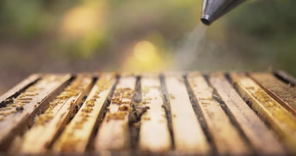 Un apiculteur passe du temps au milieu de la forêt près des ruches, tenant un aspirateur à abeilles utilisé pour produire de la fumée blanche pour calmer les abeilles, il la pulvérise sur le rucher — Video