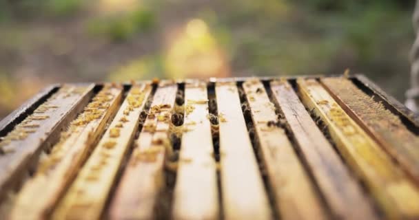 Ein Imker steht mitten im Wald bei den Bienenstöcken und hält einen Bienenstaubsauger in der Hand, der zur Beruhigung der Bienen weißen Rauch erzeugt, den er über das Bienenhaus sprüht. — Stockvideo