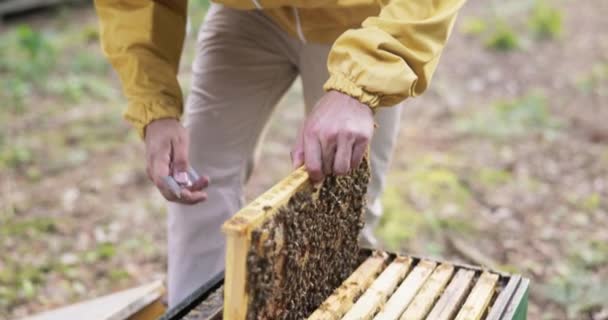 Um apicultor sorrindo, protegido por um terno protetor com um mosquiteiro em seu rosto, cuida das colmeias, observa as abelhas trabalhando no quadro enquanto faz mel — Vídeo de Stock