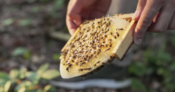 Un apicultor sostiene un marco de cera de abejas en el que se asienta un enjambre de abejas pacíficas productoras de miel. — Vídeo de stock