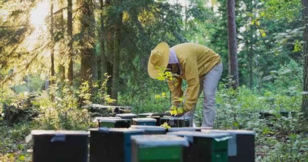 Małe domki dla pszczół, uli, pasieka w lesie, człowiek, chroniony przed ugryzieniem przez żółty garnitur i siatkę na głowę, sprawdza efekty pracy owadów, ilość miodu — Wideo stockowe