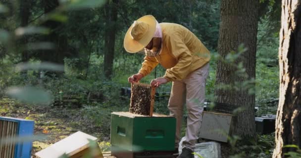 Mattina, il sole sorge nella foresta, un uomo vestito con una tuta protettiva gialla allenta le api, rimuove una cornice di cera, valuta la quantità di miele prodotto, il lavoro degli insetti — Video Stock