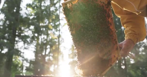 Человек, работающий по утрам в костюме, защищенном от укусов, наклоняется над крапивницей, снимает восковые рамки там, где они работают, пчелы создают мед, рой насекомых — стоковое видео