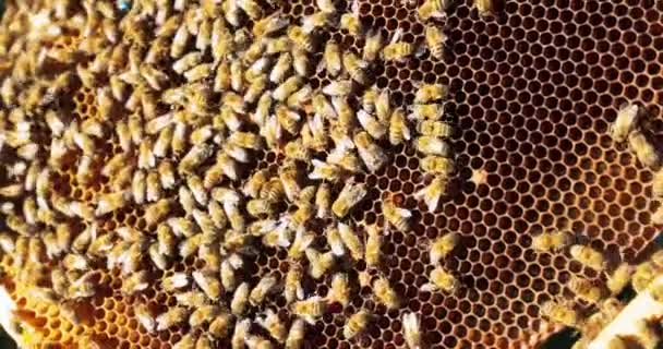 Tiros de colmeia, cera, quadro de abelhas, abelhas produzem frescos, saudáveis, mel, trabalho duro, grande número de insetos, enxame — Vídeo de Stock
