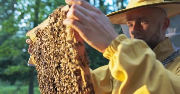 Egy méhész mosolyog, védőruha védi, szúnyoghálóval az arcán, gondoskodik a kaptárakról, nézi, ahogy a méhek dolgoznak a kereten, miközben mézet készítenek. — Stock videók