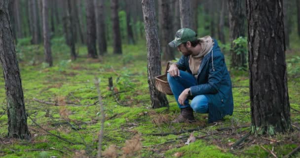 Грибний пікірувальник присідає близько до землі в лісі між деревами, шукаючи гриби, болети, лисички, але нічого не бачить, щоб він піднімався і відбігав — стокове відео