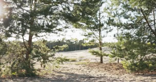 Shot from behind bushes, soldiers in camouflage uniforms, with guns in hands, trying to shoot, monitoring, patrolling, combing the area, guarding the countrys borders, training on firing range — Stock Video