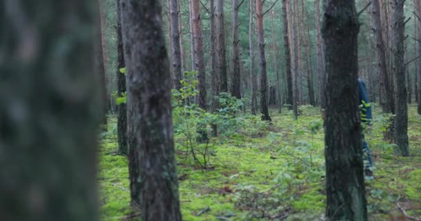 A young man fascinated with mushrooming in free time walks through the forest with a basket in hand in search of favorite species of mushrooms, carefully looking for boletuses, chanterelles — Stock Video